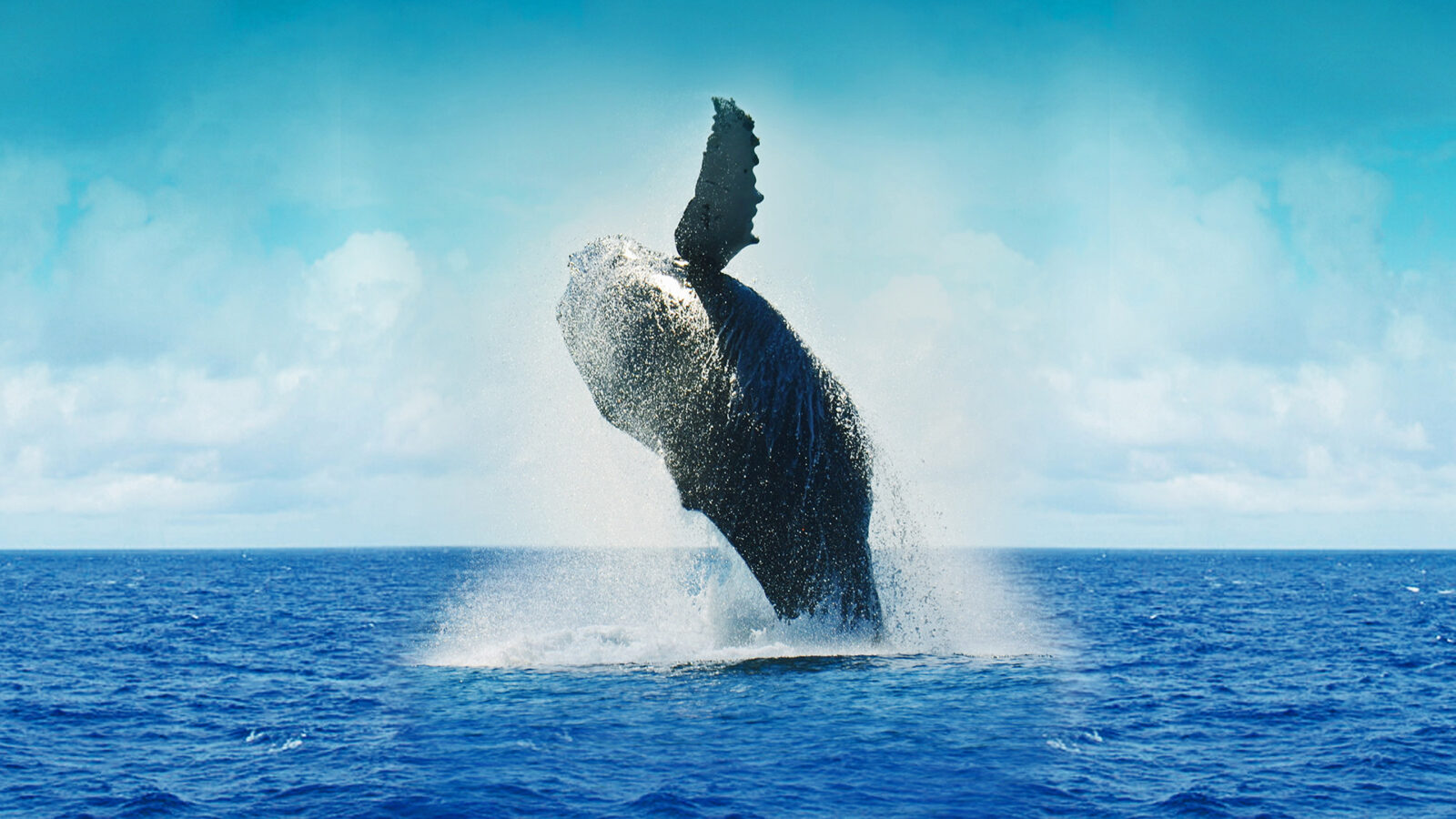 Krafvoll wie ein springender Wal: Der Blaue Ozean als Strategie für Einzigartigkeit