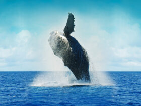 Krafvoll wie ein springender Wal: Der Blaue Ozean als Strategie für Einzigartigkeit